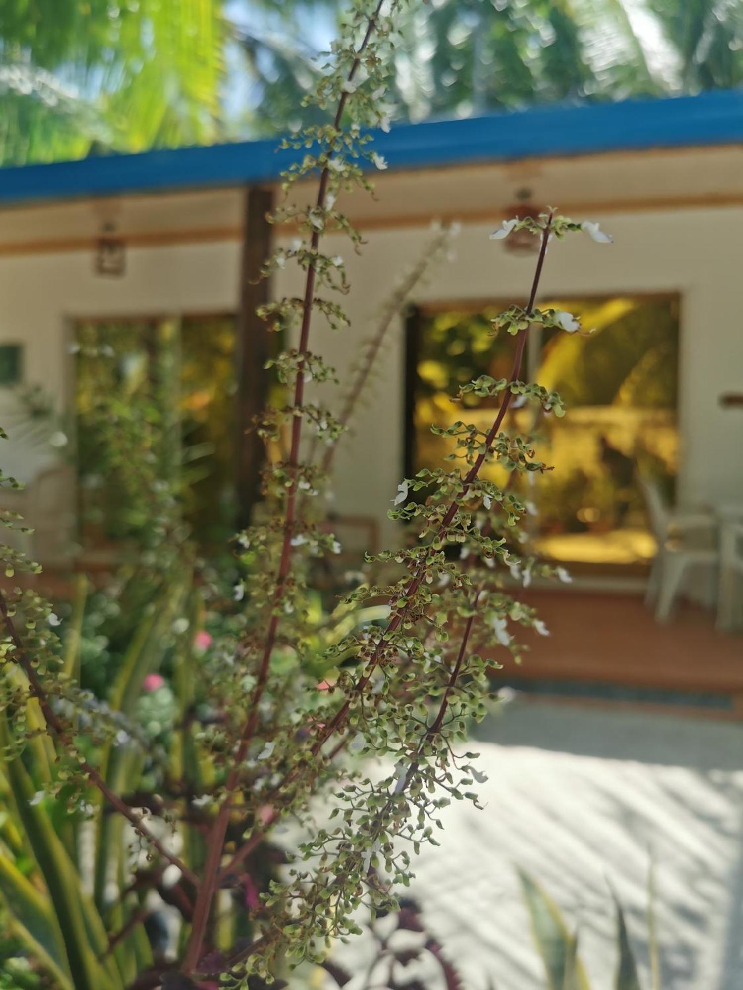 Blue Water Thoddoo Inn 객실 사진